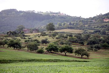 Apple orchards of Asturias